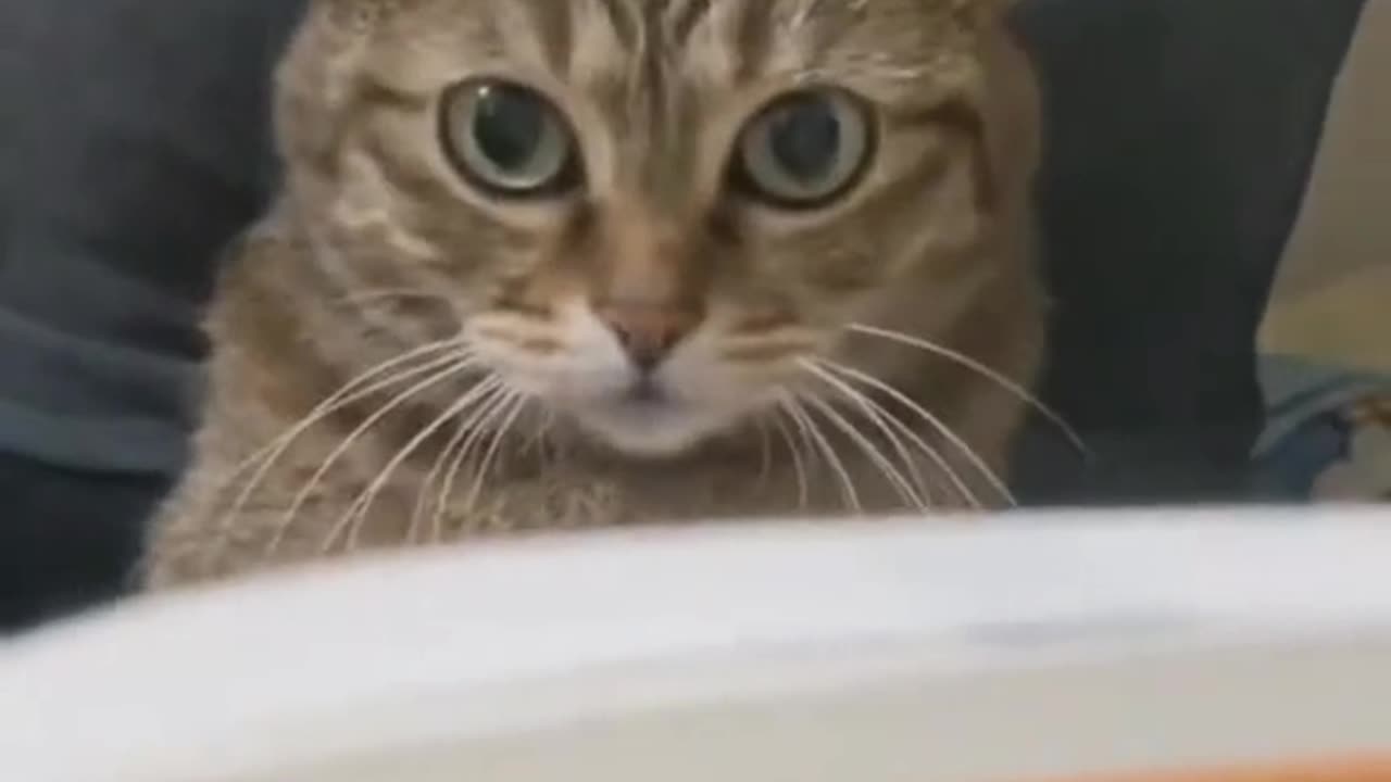 Funny Cat videos