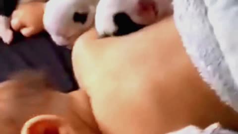 cute baby and puppies