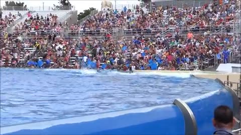 Shamu Show at Sea World San Diego July 2013 HD