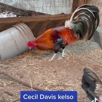Cecil Davis Kelsos at Kenzie Gamefowl