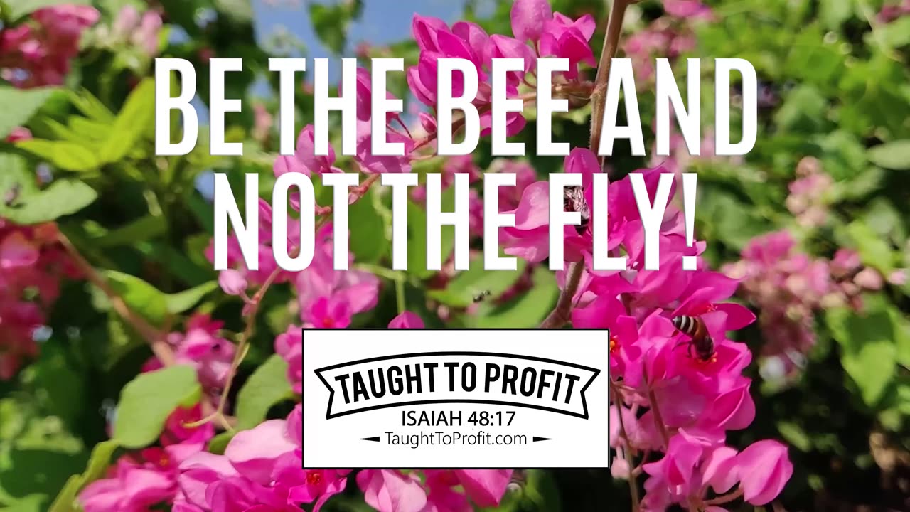 Look For Beauty And Not For Unclean Things - Be The Bee And Not The Fly!