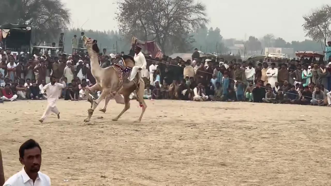 Camel racing