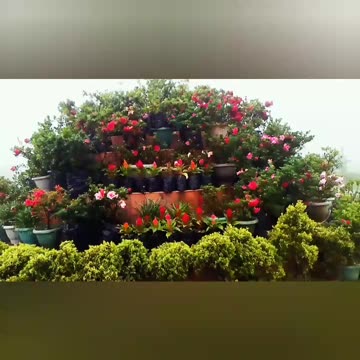 A day in the kingdom of flowers .