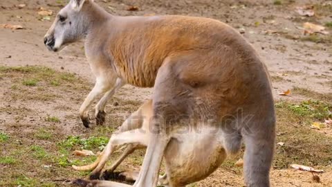 Female Kangaroo