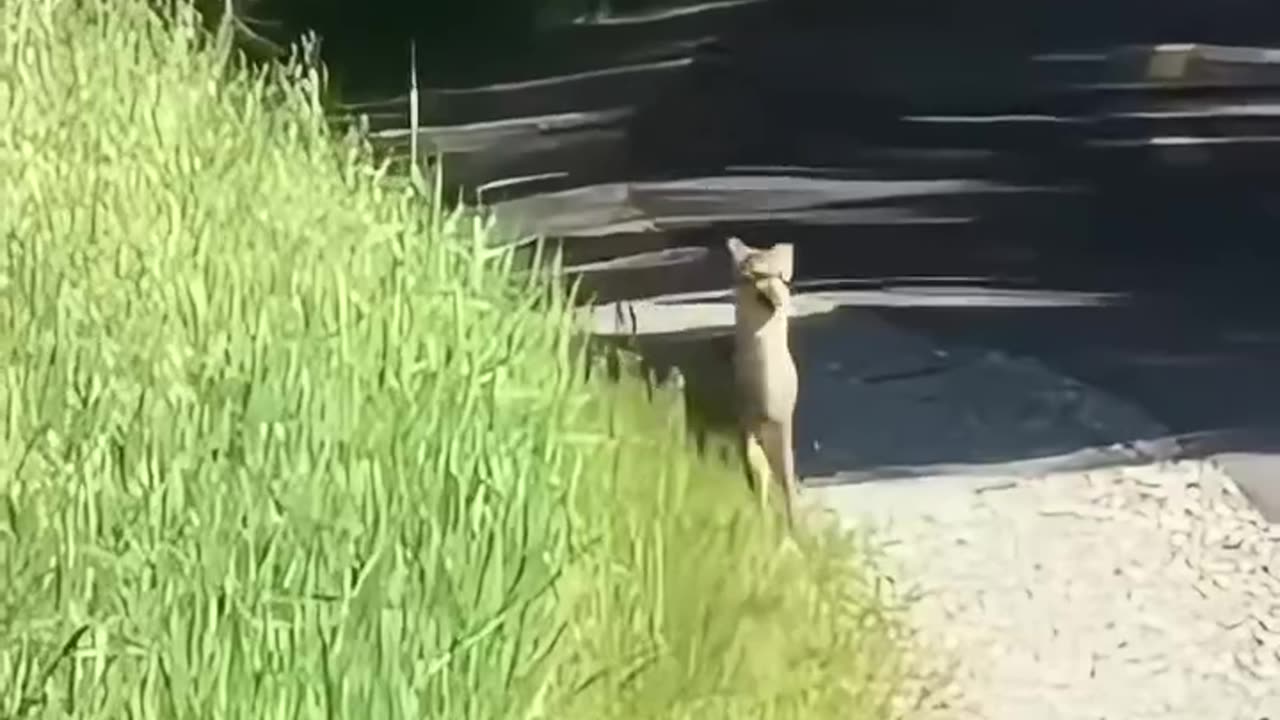 Hilarious Animal Antics That Will Make Your Day!