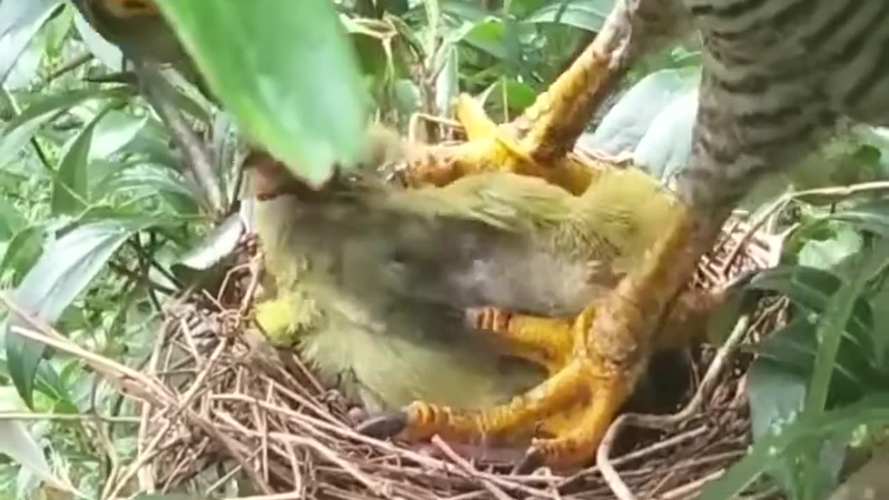 Poor baby bird eaten by hawk #birds #animals #wildlife #nature