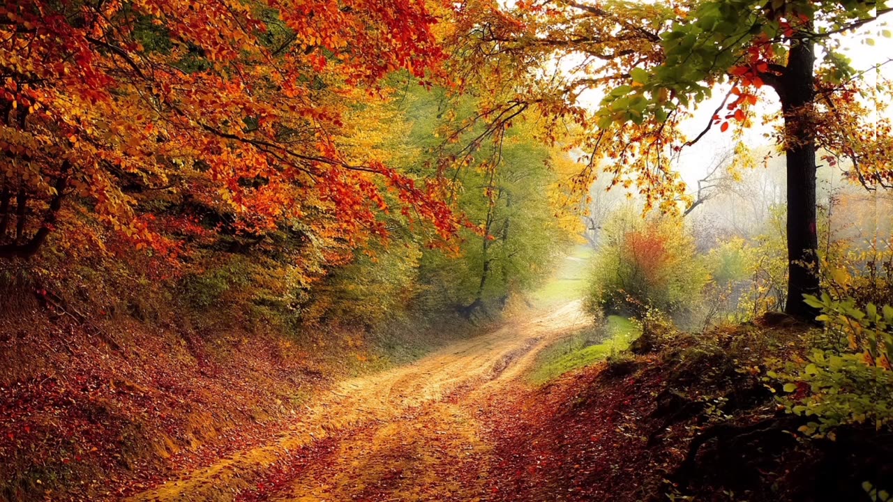 "Mesmerizing Nature Scenes: Trees in Harmony"🌸🌸