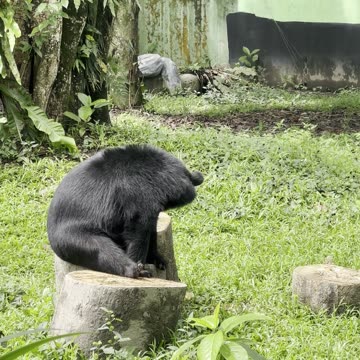 Why the Vicious Asiatic Black Bear Leads a Life of Loneliness