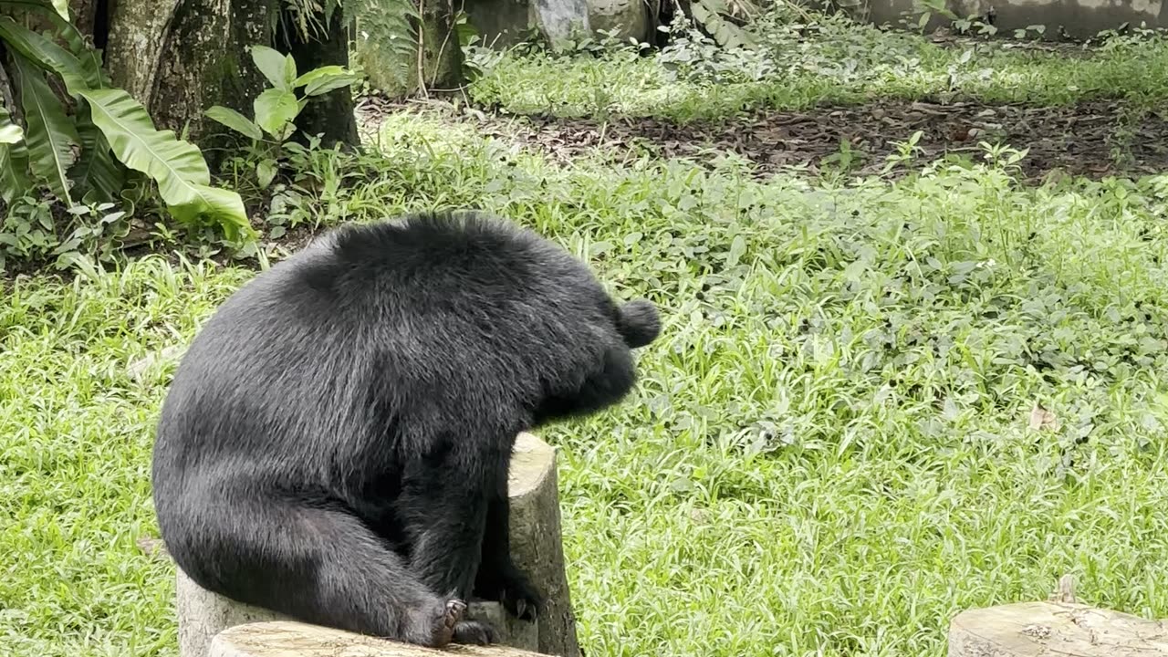 Why the Vicious Asiatic Black Bear Leads a Life of Loneliness