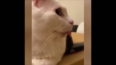 Funniest Animals