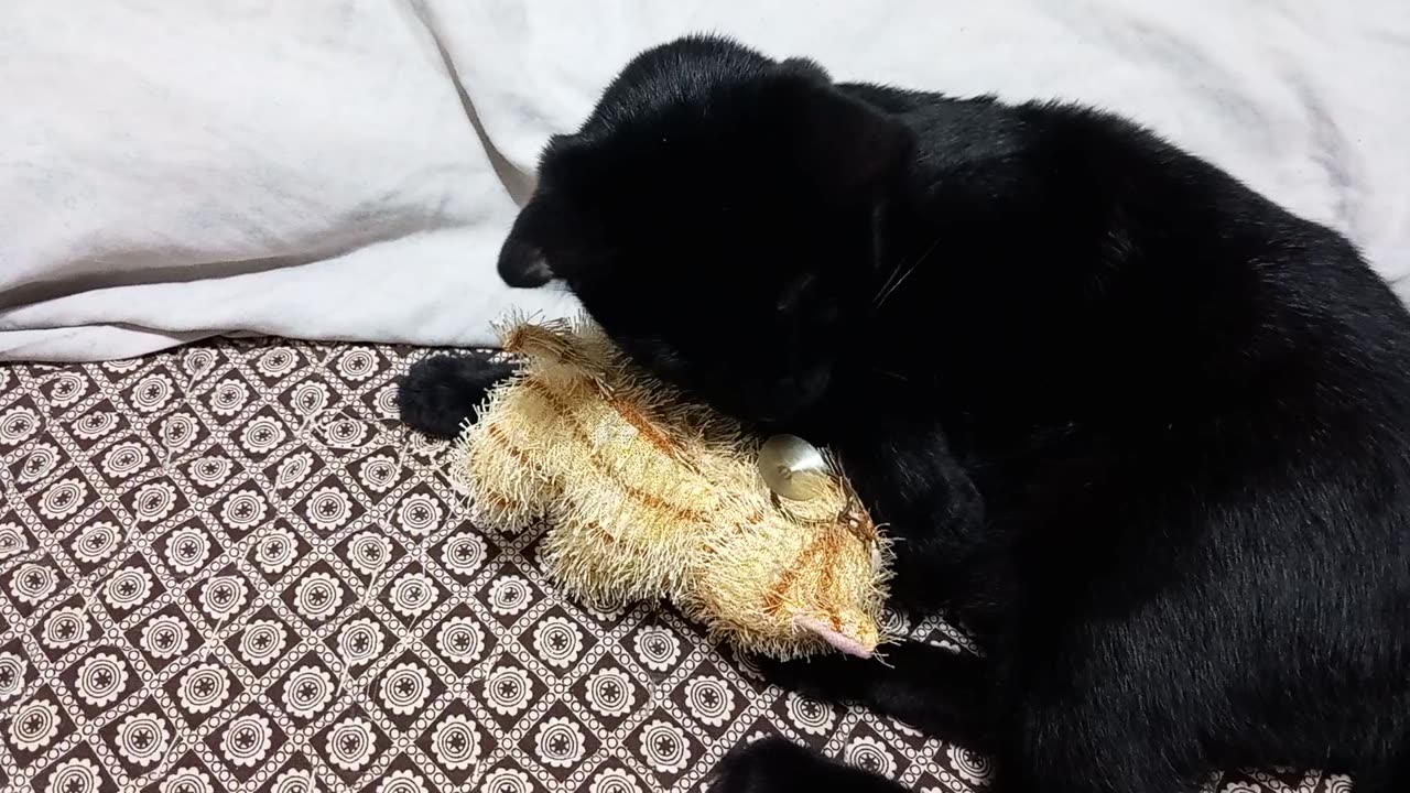 Love at First Sight? A Black Cat's Adorable Reaction to a Plush Cat!