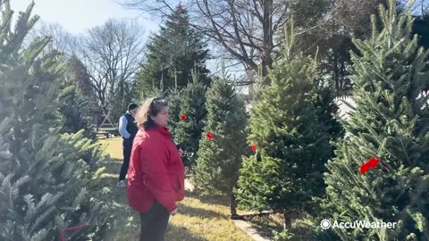 Is drought in the Northeast affecting Christmas tree farms?