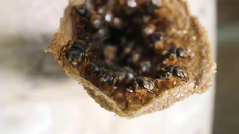 Stingless Bees Guard Tasty Honey With Barricades, Bouncers And Bites .