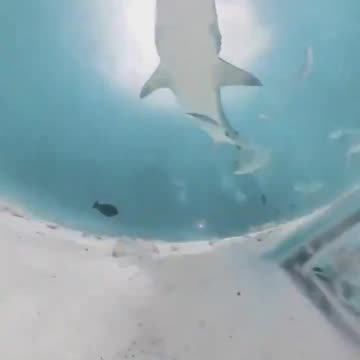 Shark swallows diver’s camera, captures video inside shark’s body