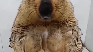 A Groundhog gets a shower