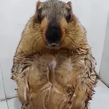 A Groundhog gets a shower