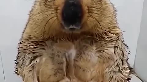 A Groundhog gets a shower