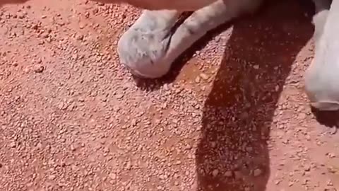 Truck driver provides water to thirsty camel in the middle of desert.