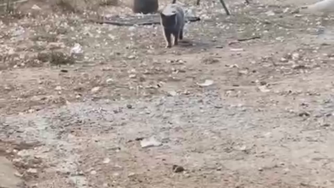 Funny animal
