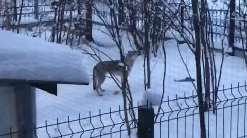 🙏❤️🎉🎉🎉🎊🎊🎊️SWEET AND FUNNY PETS SHOTS 🙏❤️❤️🎉🎉🎉🎊🎊🎊