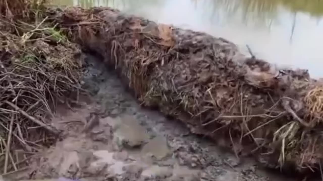 Beavers have disrupted the entire ecosystem - humans are eliminating it