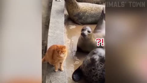 Super Funny Animal Videos😜🤣😁