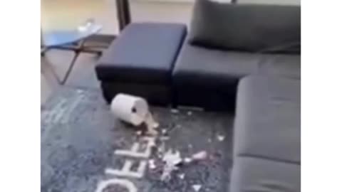 Funny Animals cute Video
