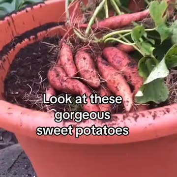 Growing sweet potatoes from the supermarket
