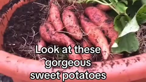 Growing sweet potatoes from the supermarket