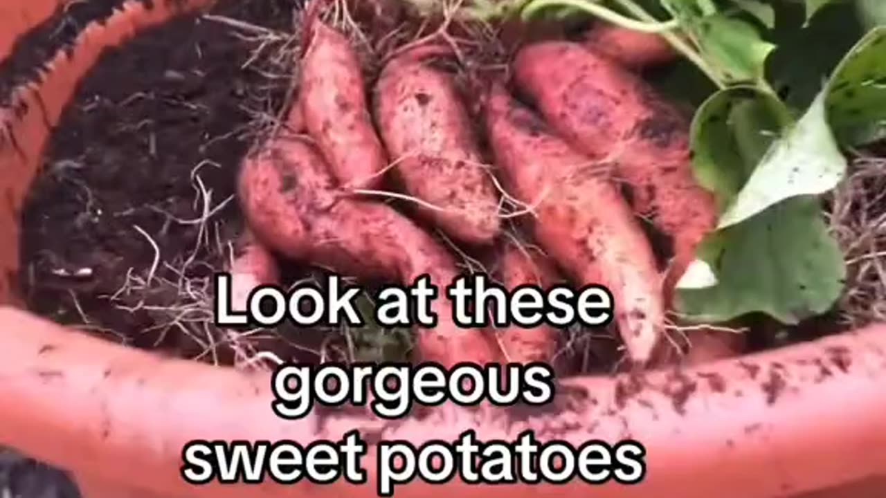 Growing sweet potatoes from the supermarket