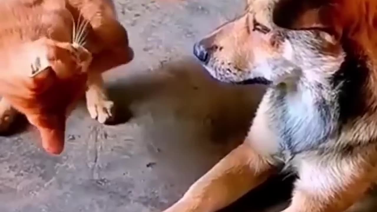 Funny kitten and dogs. fight Funny animal video