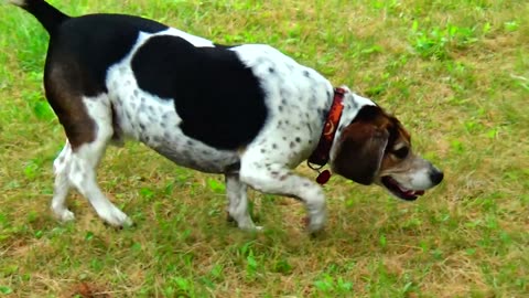 Bandit
