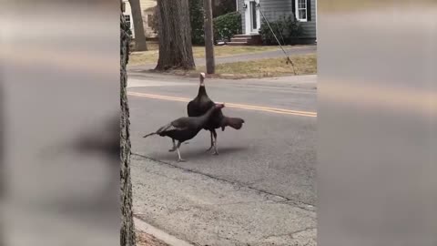 Funny video about animals