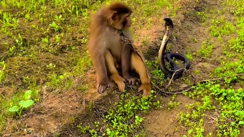 King Cobra vs. Monkey