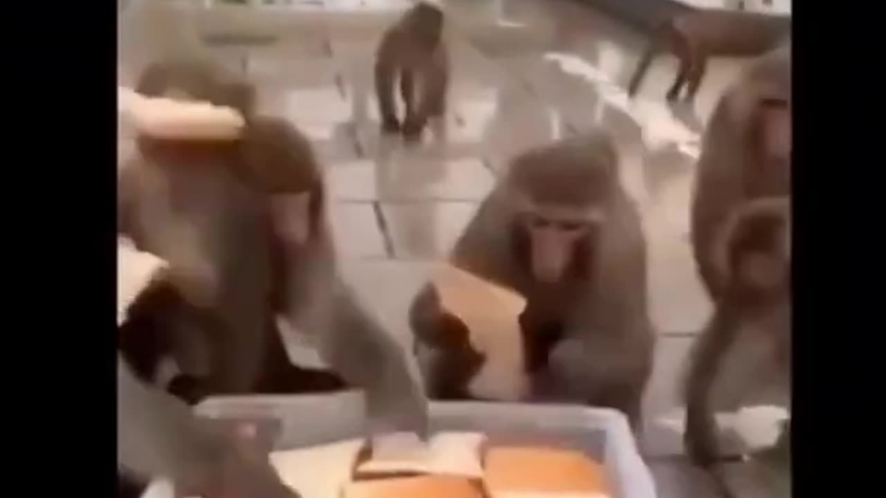 Funny and cute animals