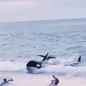 Orca's ATTACK people on beach 😱😱 | SCARY VIDEOS HQ|