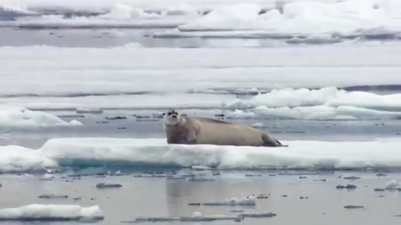 Hungry Polar Bear Ambushes Seal | The Hunt | BBC Earth