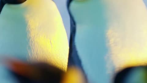 Do you guys like videos about arctic animals better,