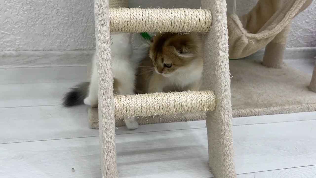 Leo plays with the kittens but won't let them eat from his plate