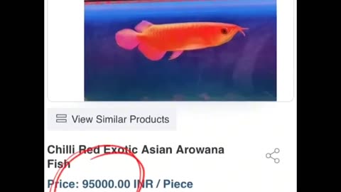 A valuable fish ???