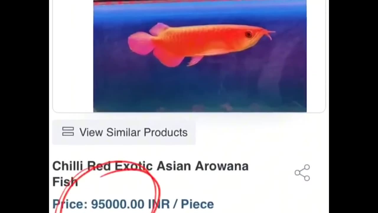 A valuable fish ???
