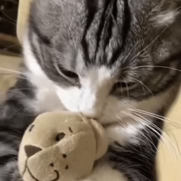 Cute Cat Gif