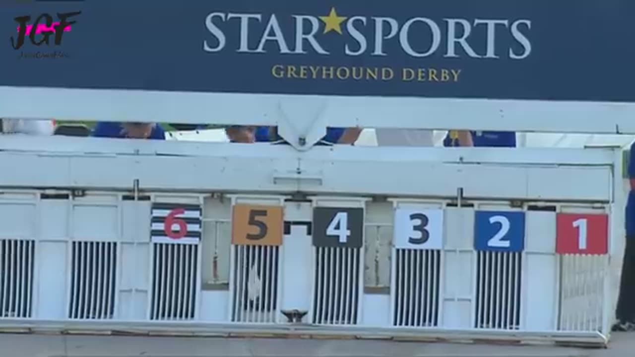 Greyhound dog racing - Track race 480m