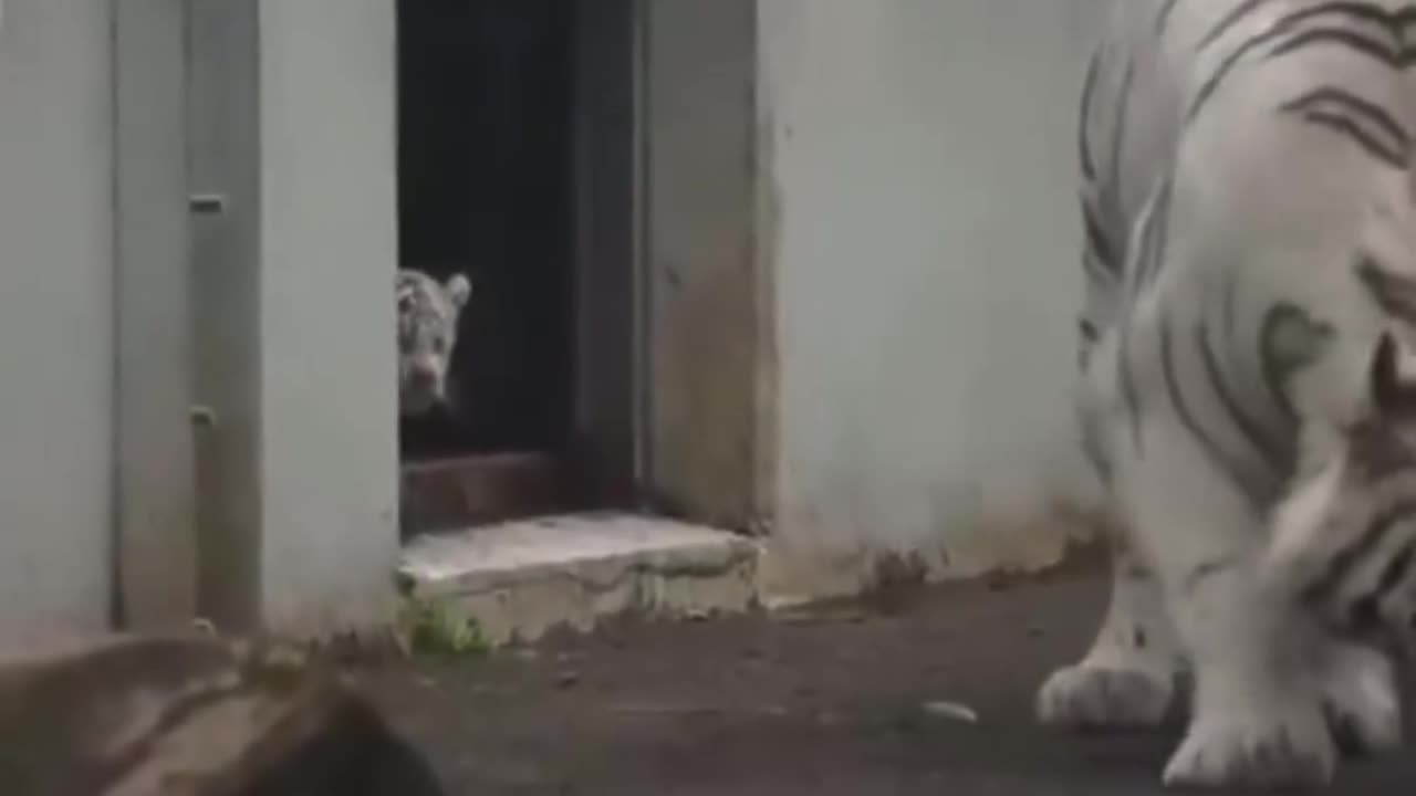 See how baby tiger scared his mother?? Cute moments