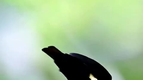 Burung unik