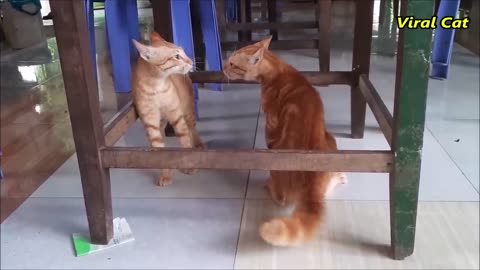 Cats Fighting and Meowing - These Two are Bloody Brothers | Viral Cat