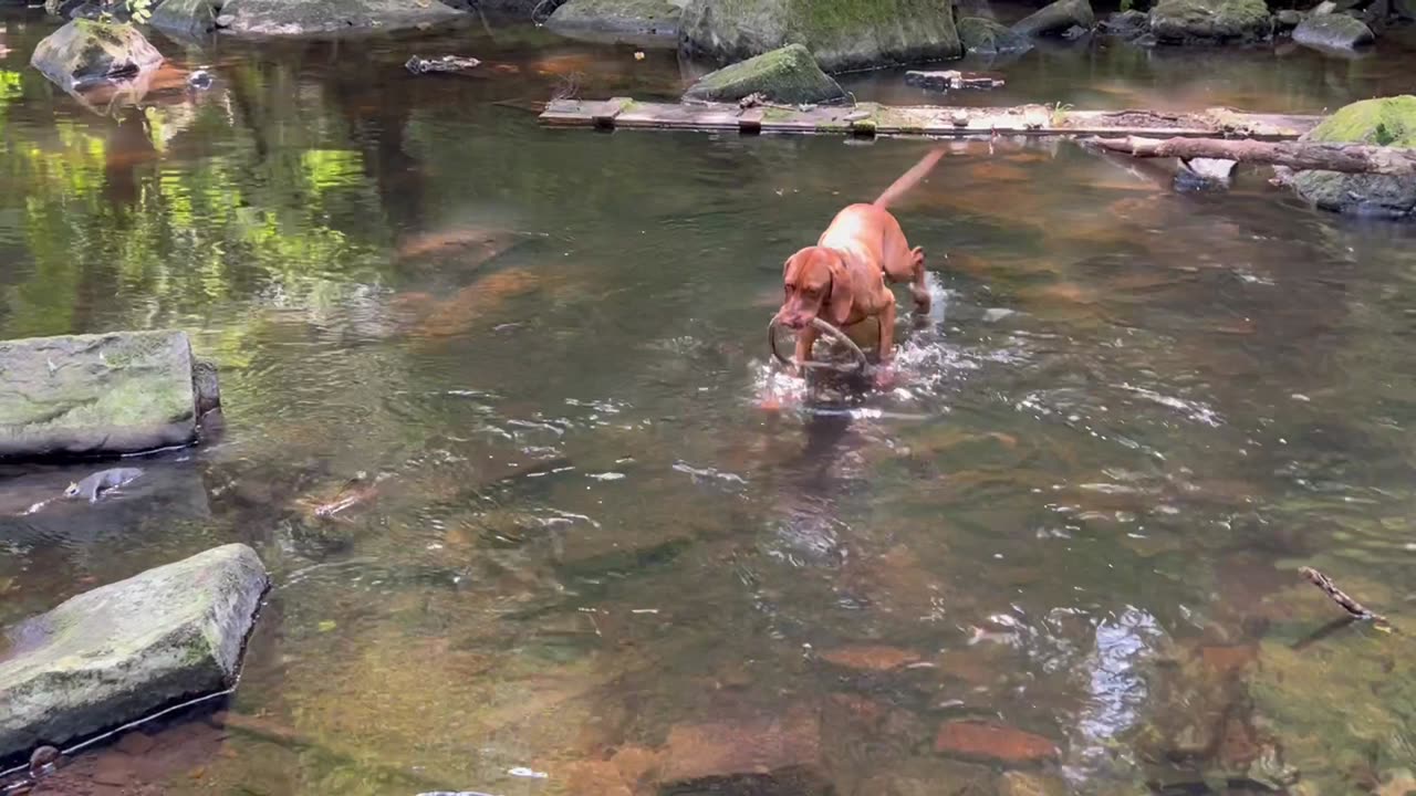 Vizsla venturing into water