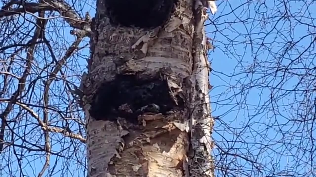 Alaska Chaga Mushroom in the front yard (Inonotus obliquus)