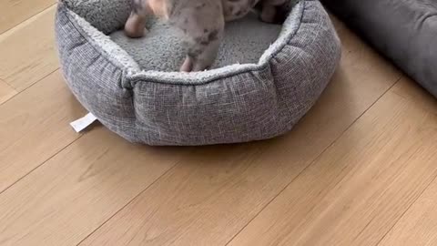 Funny Little Puppy Video