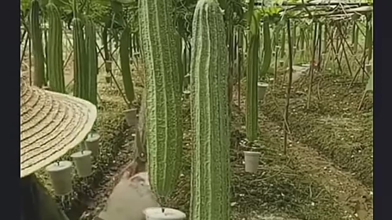 Smart Farmer Farming Vegetable With This Technique.